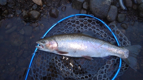 ニジマスの釣果