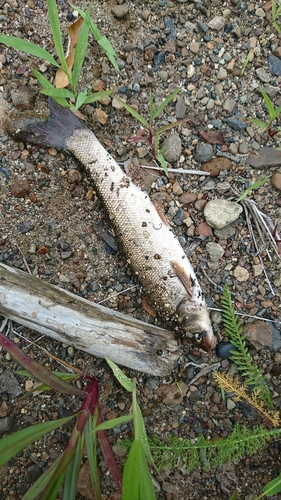 ウグイの釣果