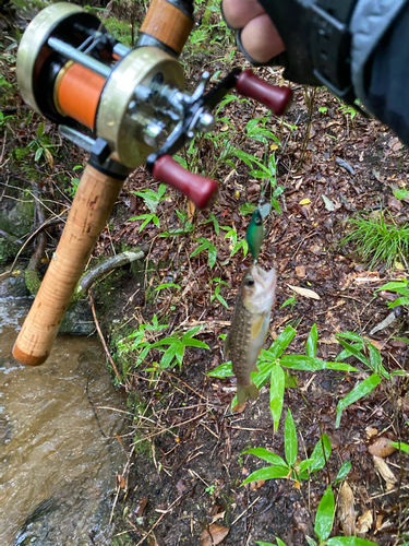 イワナの釣果