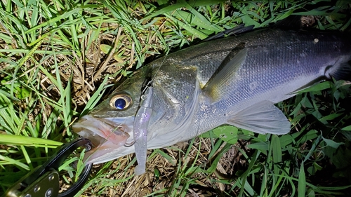 セイゴ（マルスズキ）の釣果