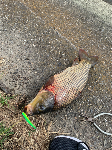 コイの釣果