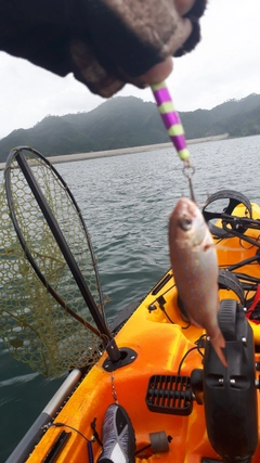 チャリコの釣果