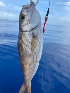 ヒメダイの釣果