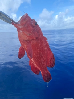 アザハタの釣果