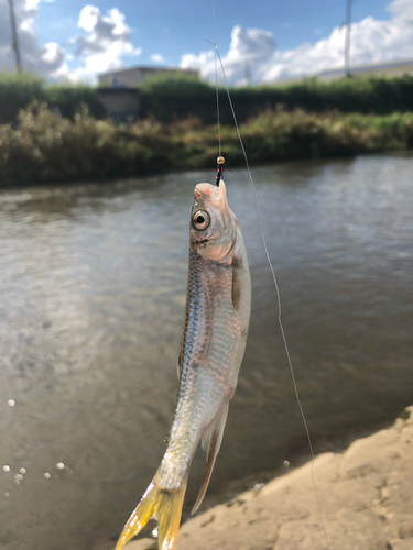 オイカワの釣果