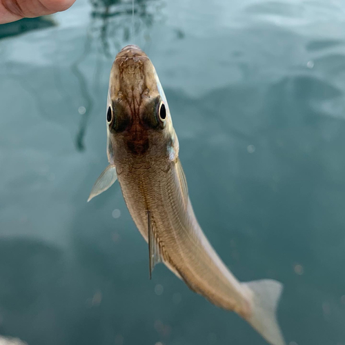 キスの釣果