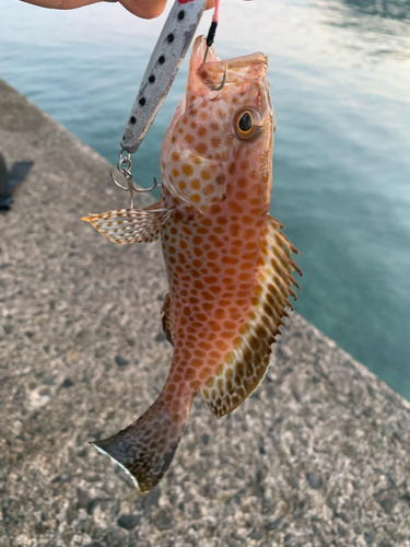 オオモンハタの釣果