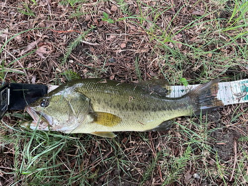 ラージマウスバスの釣果