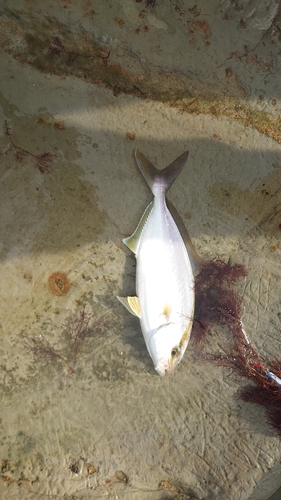 ショゴの釣果