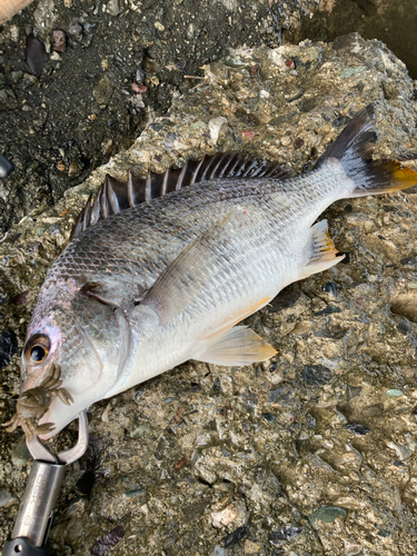 キビレの釣果