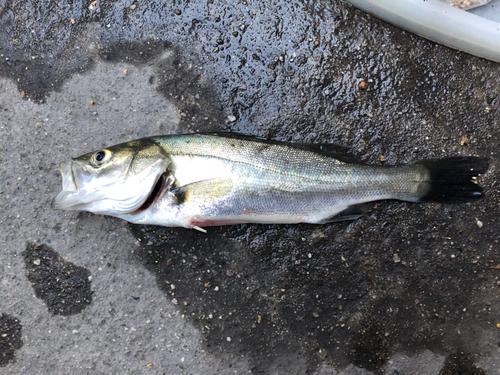 セイゴ（マルスズキ）の釣果