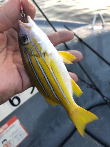 ヨスジフエダイの釣果