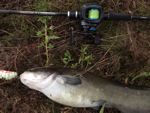 ナマズの釣果