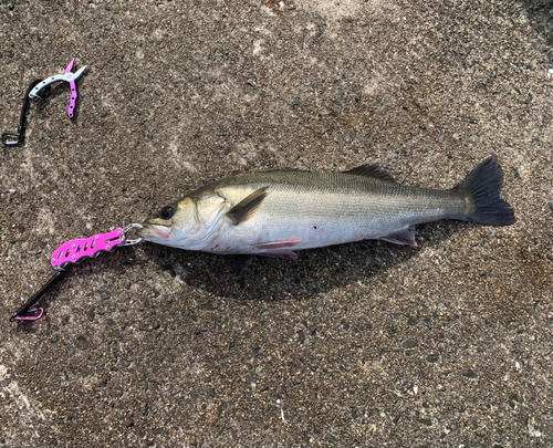 スズキの釣果