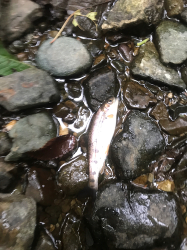 ヤマメの釣果