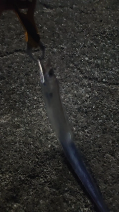 タチウオの釣果