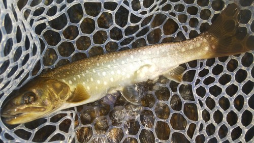 アメマスの釣果