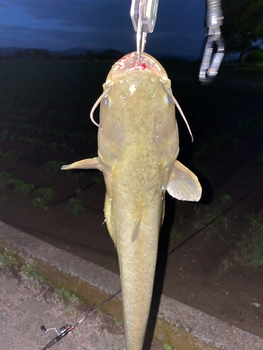 ナマズの釣果