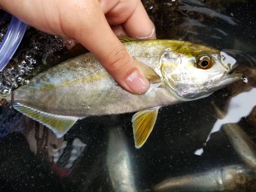 カンパチの釣果