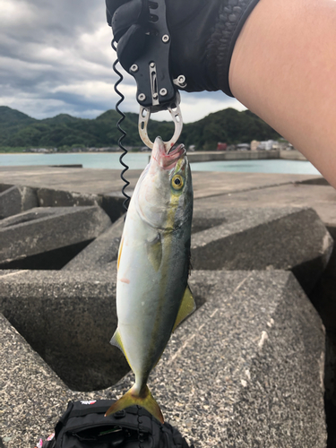 ツバスの釣果