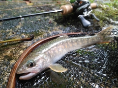 イワナの釣果