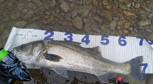 シーバスの釣果