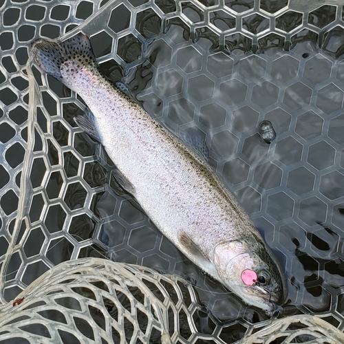 ニジマスの釣果