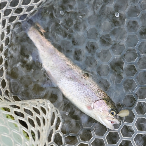 ニジマスの釣果