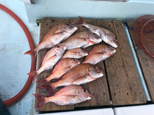 マダイの釣果