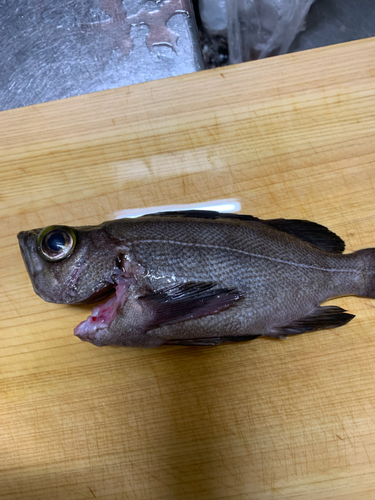 クロメバルの釣果