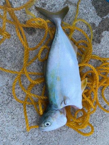 ワカシの釣果