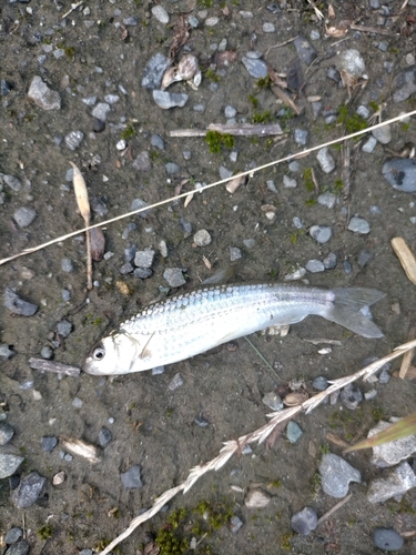 オイカワの釣果