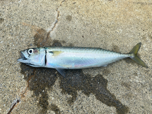 サバの釣果