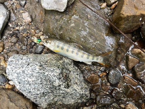 アマゴの釣果