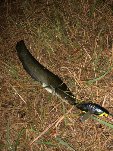 ナマズの釣果