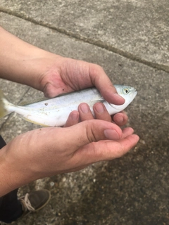 ワカシの釣果