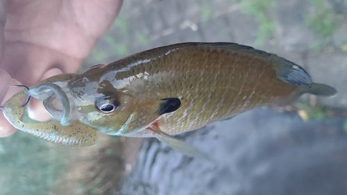 ブルーギルの釣果