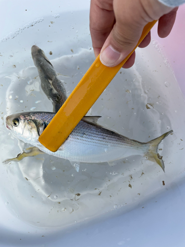 コノシロの釣果