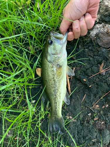 ラージマウスバスの釣果