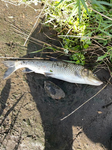 ニゴイの釣果