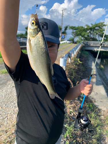 フナの釣果