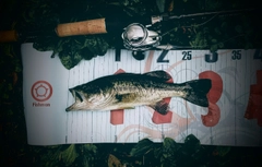 ラージマウスバスの釣果