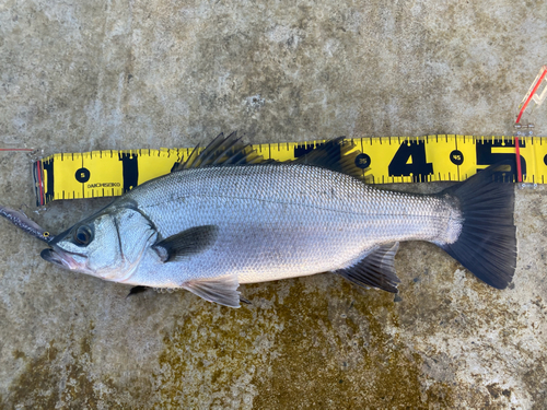 ヒラスズキの釣果