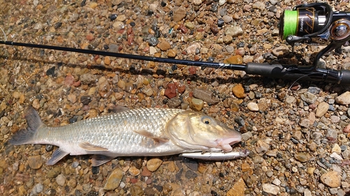 ニゴイの釣果