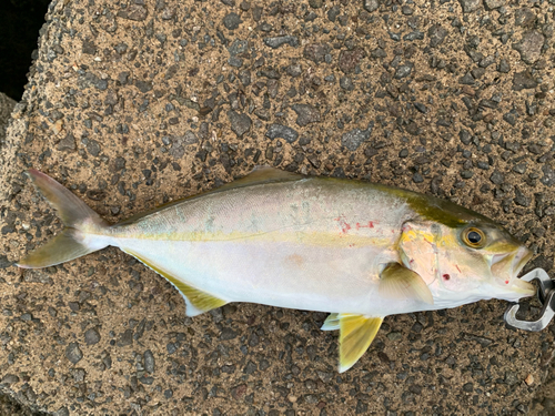 ネリゴの釣果