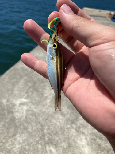 カマスの釣果