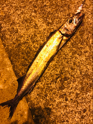 クロシビカマスの釣果