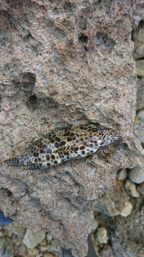 イシミーバイの釣果