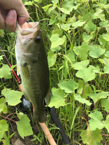 ブラックバスの釣果