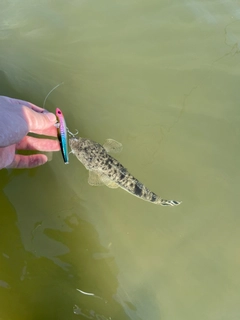 コイの釣果